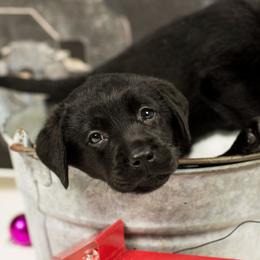 Labrador Retriever Puppies from Farnworth Labradors