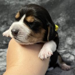 Yellow - Black tan and bluetick female Beagle puppy in Jasper, Texas from Beech Grove Beagles