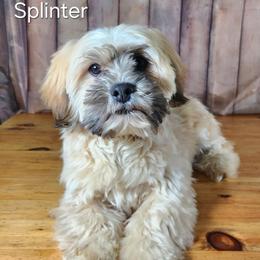 Splinter - Brown male Lhasa Apso puppy in Jefferson, New York from Absolute Lhasa Love