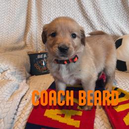 Coach Beard - Golden male Golden Retriever puppy in Salt Lake City, Utah from Soaring golden retrievers