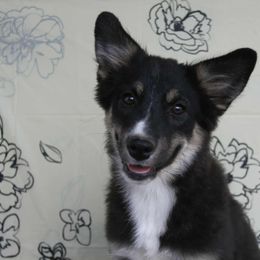 Freedom - Black tri female Miniature Australian Shepherd puppy in Elkhart, Texas from Donaldson Dogz