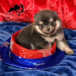 Mystic - Blue and tan female Pomeranian puppy in Willis, Texas from Treasured Jewels Pomeranians