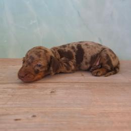 Vinnie - Dapple male Dachshund puppy in Florence, Arizona from Doxie Town Az