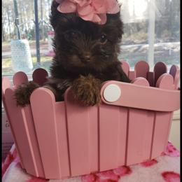 Girl 1 - Chocolate and tan female Yorkshire Terrier puppy in Marion Station, Maryland from Anna's Yorkie Treasures