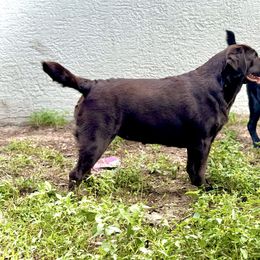 Remi - Labrador Retriever