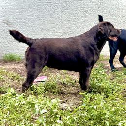 Remi - Labrador Retriever
