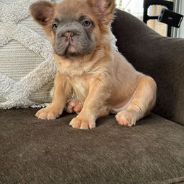 French Bulldog Puppies from Nicholepups
