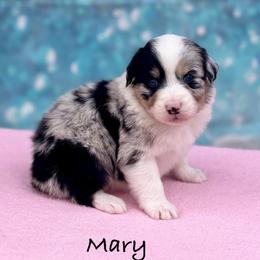 Mary - Black tri-color female Australian Shepherd puppy in Howardsville, Virginia from Spectacular Aussies and Cavaliers