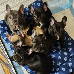 French Bulldog Puppies from Fair Oaks Frenchies