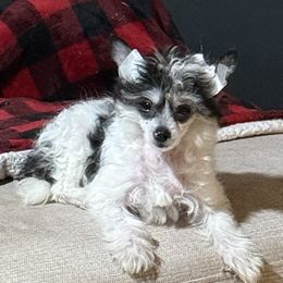 Cookie - White and black female Chinese Crested puppy in Fuquay Varina, North Carolina from Frozen Star Kennels