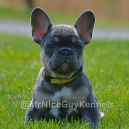 Maya - Tricolors French Bulldog puppy in Rochester, New York from Mr Nice Guy Kennels
