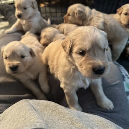 Golden Retriever Puppies from SpringWave Kennel