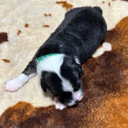 Green Collar - Black tri-color male Australian Shepherd puppy in Winston Salem, North Carolina from Serenity Acres Aussies