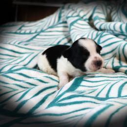 Boy 1 - male Havanese puppy in Hamptonville, North Carolina from Alabama Havanese Kennel