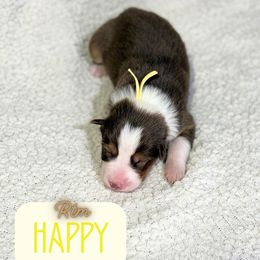 Happy - Red tri-color male Australian Shepherd puppy in Keytesville, Missouri from Dogwood Lane Canine