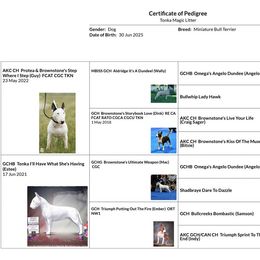 Miniature Bull Terrier Puppies from Tonka Miniature Bull Terriers