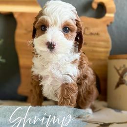 Shrimp - Red  female Goldendoodle puppy in Garden Grove, California from Sunkissed Doodles