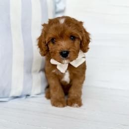 Bacon - white collar boy - Red male Cavapoo puppy in Melbourne, Florida from Space Coast Doodle Co.
