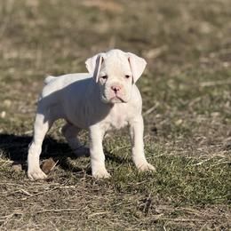 Pip - White male Boxer puppy in Madras, Oregon from BnT Boxers