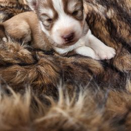 Siberian Husky Puppies from Haskins Huskies