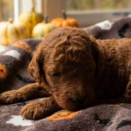 Boy 4 - Red  male Poodle puppy in Mc Henry, Illinois from Sunset Maple Poodles