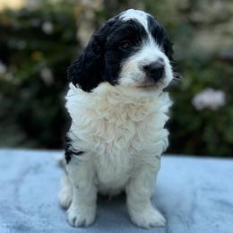 Hudson - Black and white male Bernedoodle puppy in Russellville, Arkansas from Crossgate Doodles