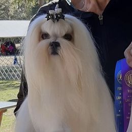 Della - Maltese