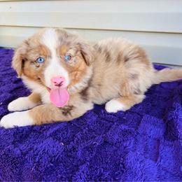 Jexi - Red merle female Australian Shepherd puppy in Charlotte, North Carolina from Awesome Aussies