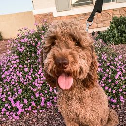 Abby - Goldendoodle