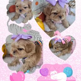 Shih Tzu Puppies from 🩷ViviDreamyShihtzus🩷
