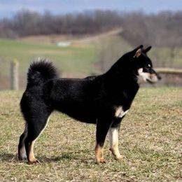 Bayzil - Shiba Inu