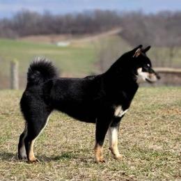 Bayzil - Shiba Inu