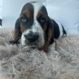 Bugsy Ciegal - Black brown and white male Basset Hound puppy in Lone Jack, Missouri from Wee Little Bassets