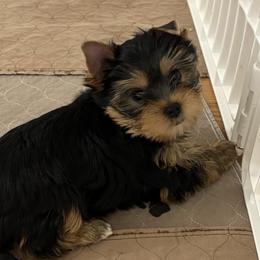 Mona Lisa - Blue and gold female Yorkshire Terrier puppy in Portland, Oregon from Bohemian Beauty Yorkshire Terrier