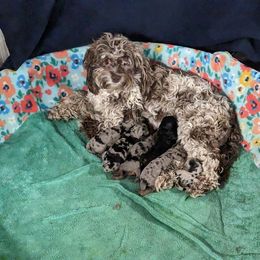 Aussiedoodle, Australian Shepherd, Bernedoodle, Cockapoo, and Poodle Puppies from Sis' Doodles & Poodles