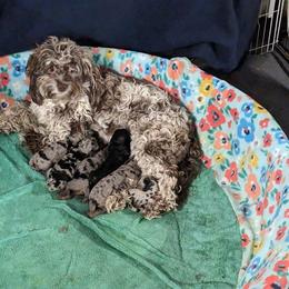 Aussiedoodle, Australian Shepherd, Bernedoodle, Cockapoo, and Poodle Puppies from Sis' Doodles & Poodles