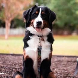 Delilah - Bernese Mountain Dog