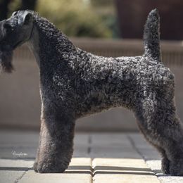Kerry Blue Terriers from Lighthouse Kerry Blue Terriers