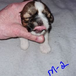 Boy 2 - Red and white male Shih Tzu puppy in Bethlehem, Pennsylvania from Cinnamon's Shih Tzus