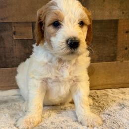 Blue Collar Boy - Parti male Goldendoodle puppy in San Augustine, Texas from Vintage Doodles