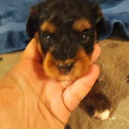 Leo - Black and tan male Cavapoo puppy in East Providence, Rhode Island from Marta's Cavaliers