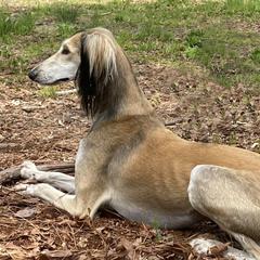 Salukis from Hayat Salukis