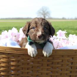 Comet - White and gold male Bordoodle puppy in Ashland, Ohio from Cherry Blossom Doodles