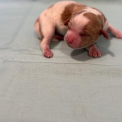Cavachon Puppies from Cute, Colorado Cavachons