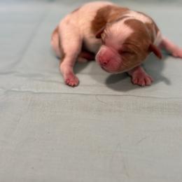 Cavachon Puppies from Cute, Colorado Cavachons