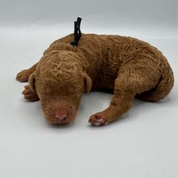 Paloma - Apricot female Goldendoodle puppy in Mount Pleasant, Tennessee from Doodle My Heart