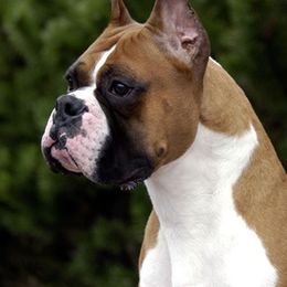 Boxers and French Bulldogs from Cinergy Boxers and French Bulldogs
