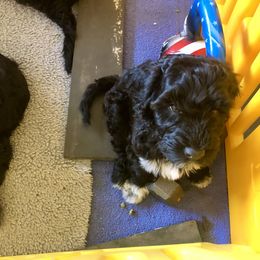 Portuguese Water Dog All Grown Up from Magellan Portuguese Water Dog