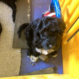 Portuguese Water Dog All Grown Up from Magellan Portuguese Water Dog