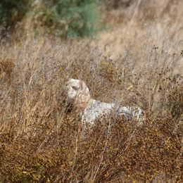 Cocker Spaniels from All American Cocker Spaniels